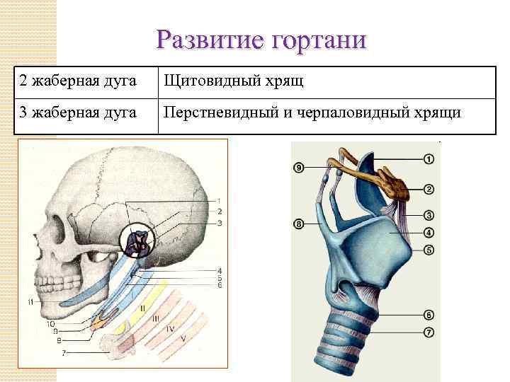 Развитие гортани 2 жаберная дуга Щитовидный хрящ 3 жаберная дуга Перстневидный и черпаловидный хрящи