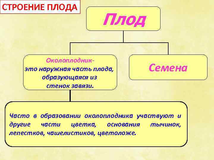 СТРОЕНИЕ ПЛОДА Плод Околоплодникэто наружная часть плода, образующаяся из стенок завязи. Семена Часто в