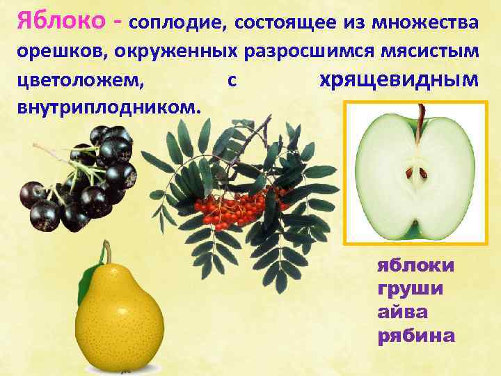 Яблоко - соплодие, состоящее из множества орешков, окруженных разросшимся мясистым цветоложем, с хрящевидным внутриплодником.