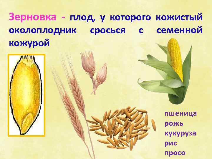 Зерновка - плод, у которого кожистый околоплодник кожурой сросься с семенной пшеница рожь кукуруза