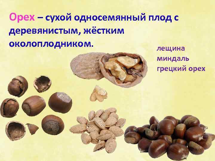 Орех – сухой односемянный плод с деревянистым, жёстким околоплодником. лещина миндаль грецкий орех 