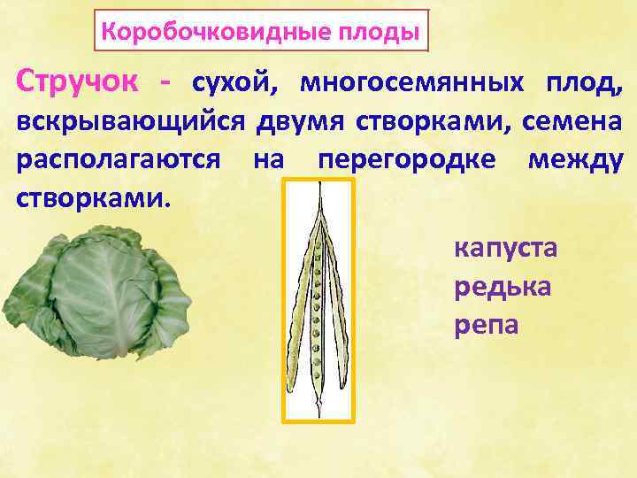 Коробочковидные плоды Стручок - сухой, многосемянных плод, вскрывающийся двумя створками, семена располагаются на перегородке