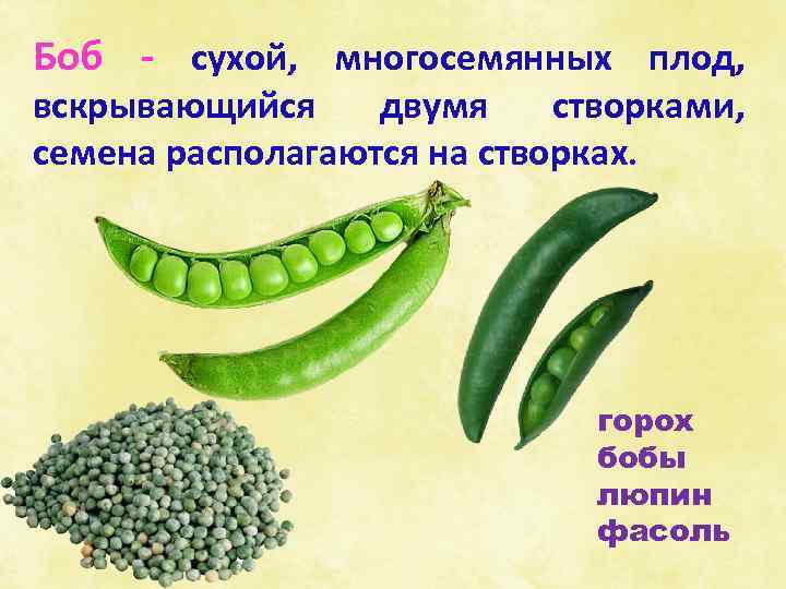 Боб - сухой, многосемянных плод, вскрывающийся двумя створками, семена располагаются на створках. горох бобы