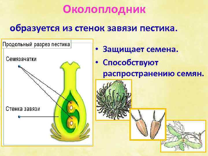 Околоплодник образуется из стенок завязи пестика. • Защищает семена. • Способствуют распространению семян. 