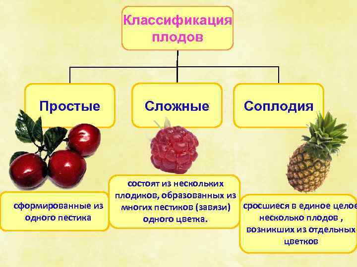 Классификация плодов Простые сформированные из одного пестика Сложные Соплодия состоят из нескольких плодиков, образованных