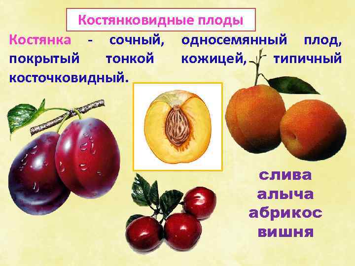 Костянковидные плоды Костянка - сочный, односемянный плод, покрытый тонкой кожицей, типичный косточковидный. слива алыча
