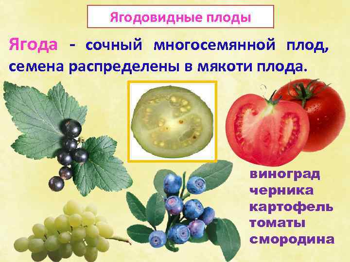Ягодовидные плоды Ягода - сочный многосемянной плод, семена распределены в мякоти плода. виноград черника