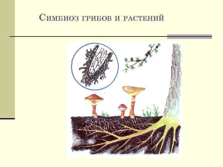 СИМБИОЗ ГРИБОВ И РАСТЕНИЙ 