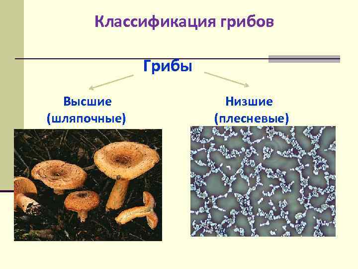 Классификация грибов Грибы Высшие (шляпочные) Низшие (плесневые) 