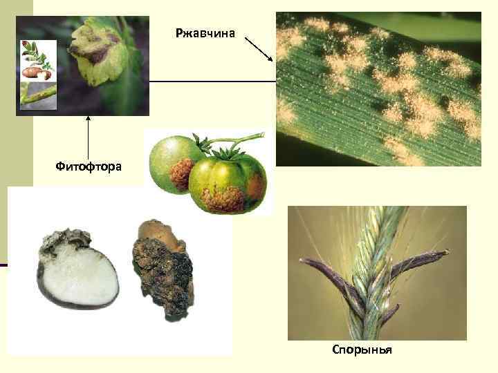 Ржавчина Фитофтора Спорынья 