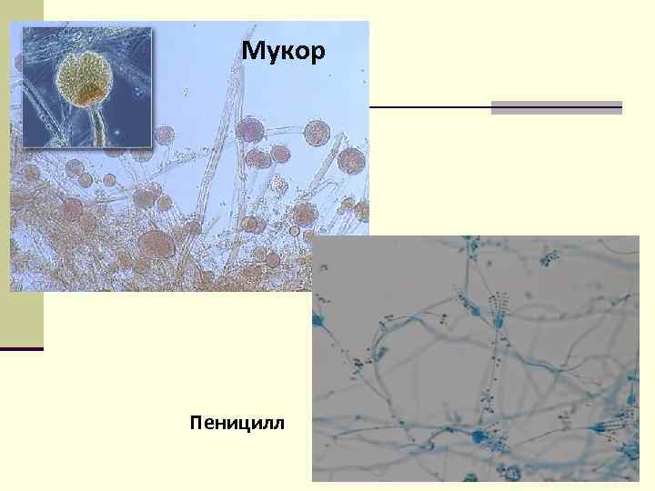 Мукор Пеницилл 