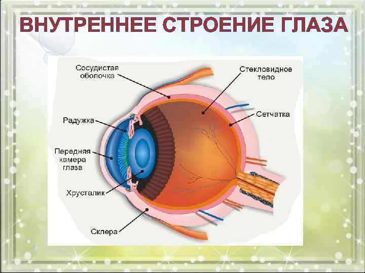 ВНУТРЕННЕЕ СТРОЕНИЕ ГЛАЗА 