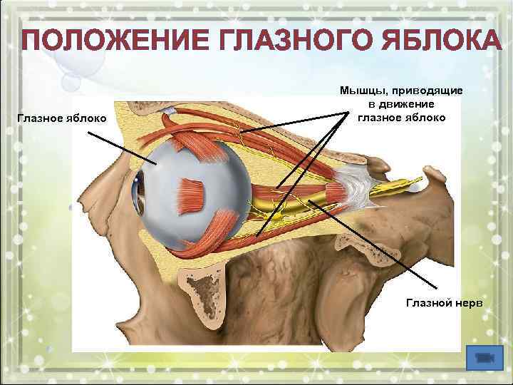 ПОЛОЖЕНИЕ ГЛАЗНОГО ЯБЛОКА Глазное яблоко Мышцы, приводящие в движение глазное яблоко Глазной нерв 