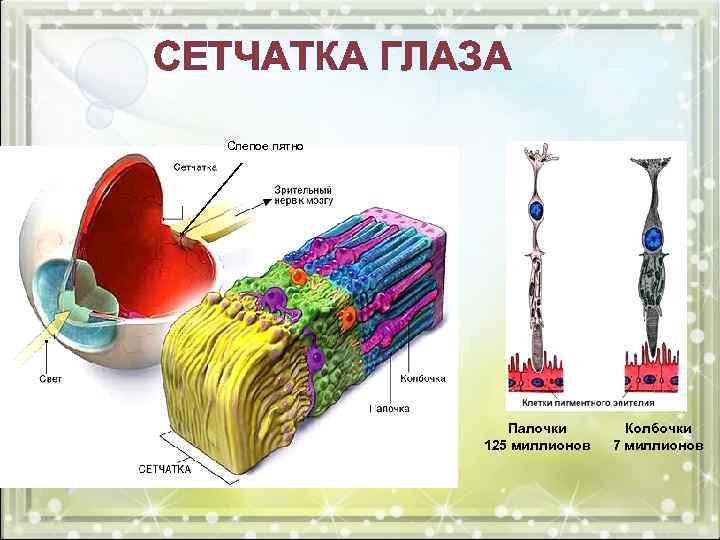 СЕТЧАТКА ГЛАЗА Слепое пятно Палочки 125 миллионов Колбочки 7 миллионов 