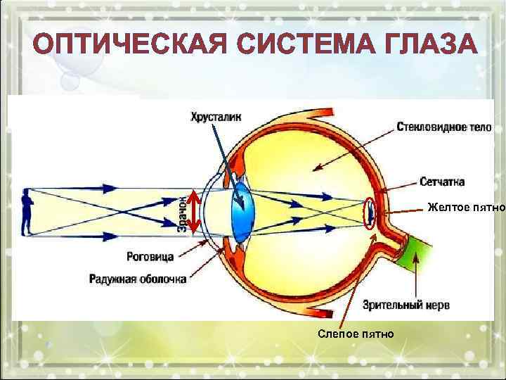 ОПТИЧЕСКАЯ СИСТЕМА ГЛАЗА Желтое пятно Слепое пятно 