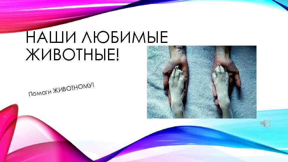 НАШИ ЛЮБИМЫЕ ЖИВОТНЫЕ! Помо М ИВОТНО ги Ж У! 