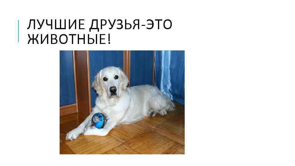 ЛУЧШИЕ ДРУЗЬЯ-ЭТО ЖИВОТНЫЕ! 