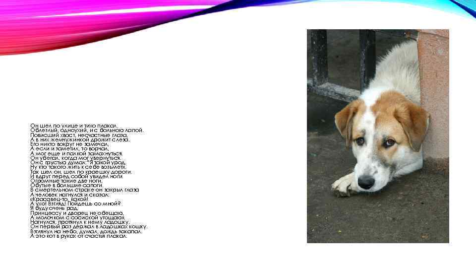 Он шел по улице и тихо плакал. Облезлый, одноухий, и с больною лапой. Повисший