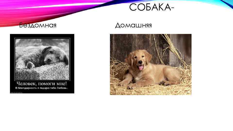 СОБАКАБездомная Домашняя 