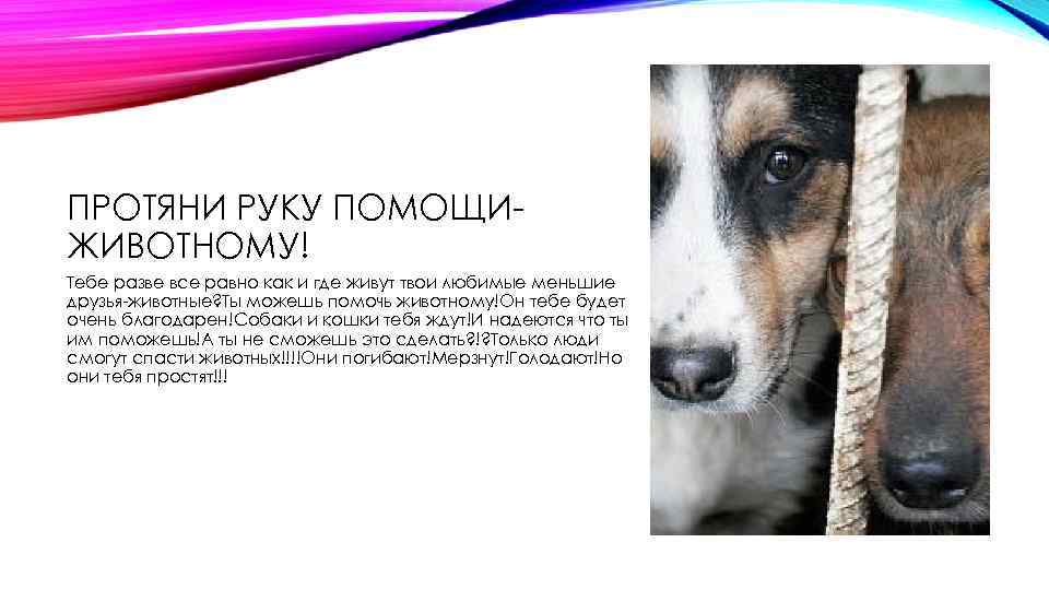 ПРОТЯНИ РУКУ ПОМОЩИЖИВОТНОМУ! Тебе разве все равно как и где живут твои любимые меньшие