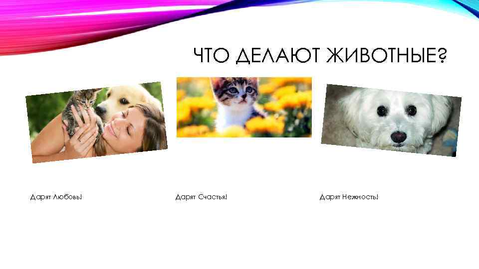 ЧТО ДЕЛАЮТ ЖИВОТНЫЕ? Дарят Любовь! Дарят Счастья! Дарят Нежность! 