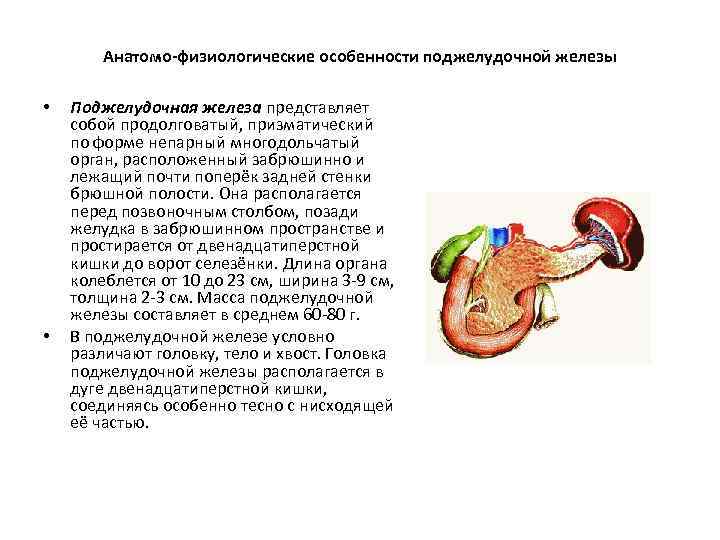 Анатомо-физиологические особенности поджелудочной железы • • Поджелудочная железа представляет собой продолговатый, призматический по форме