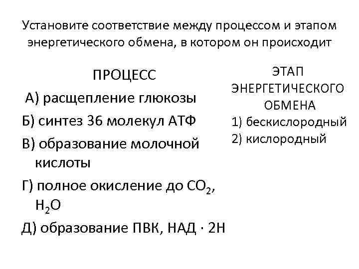 Установите соответствие между этапами энергетического обмена