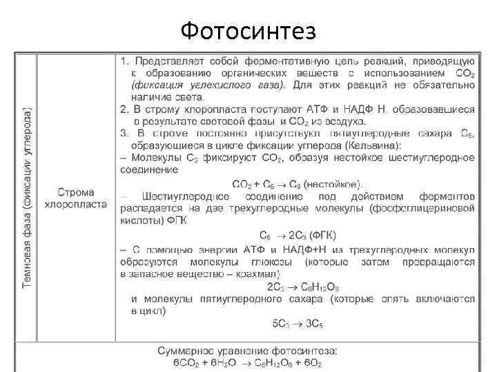 Фотосинтез 