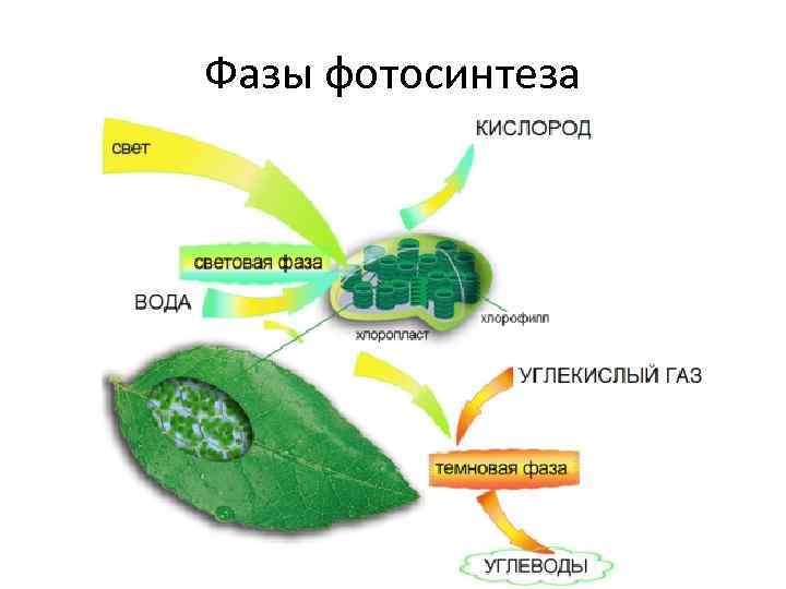 Фазы фотосинтеза 