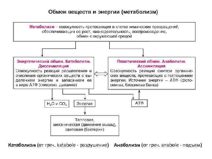 Катаболизм (от греч. katabole - разрушение) Анаболизм (от греч. аnabole - подъем) 