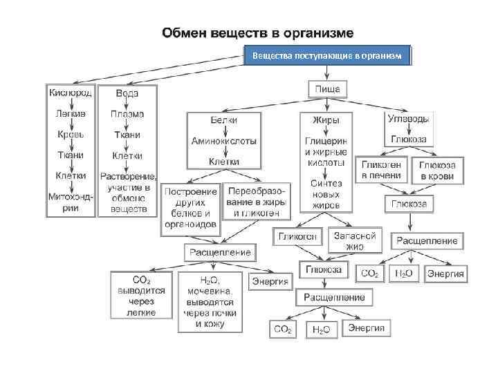 Вещества поступающие в организм 