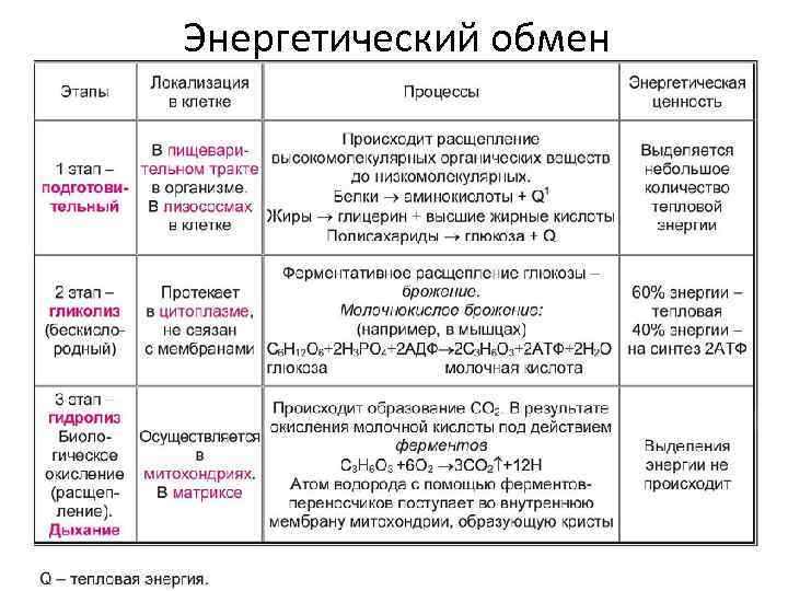 Энергетический обмен 