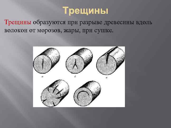 Трещины образуются при разрыве древесины вдоль волокон от морозов, жары, при сушке. 