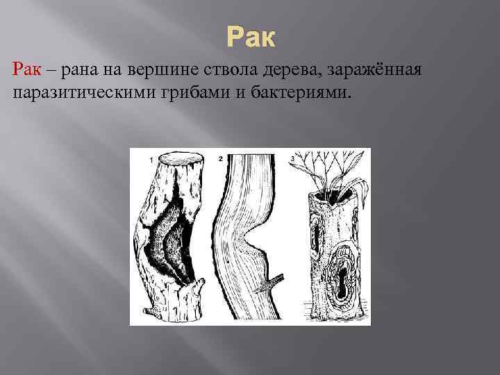 Рак – рана на вершине ствола дерева, заражённая паразитическими грибами и бактериями. 