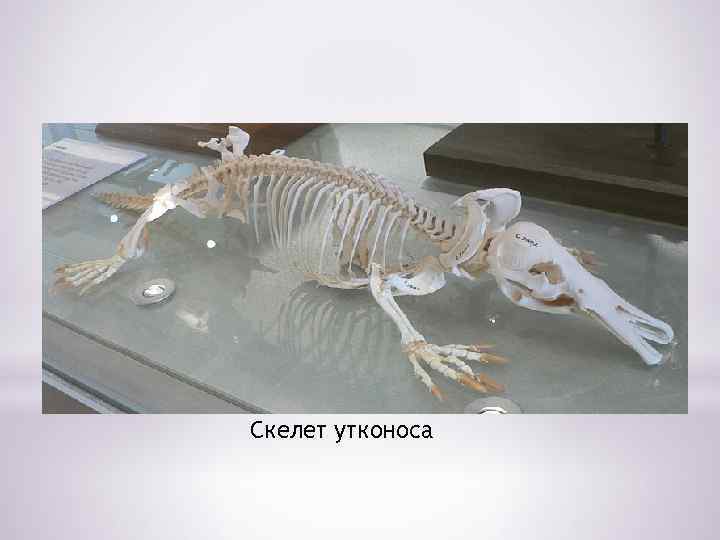 Скелет утконоса 