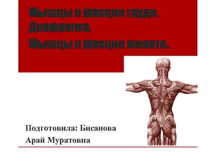 Мышцы и фасции груди. Диафрагма. Мышцы и фасции живота. Подготовила: Бисанова Арай Муратовна 