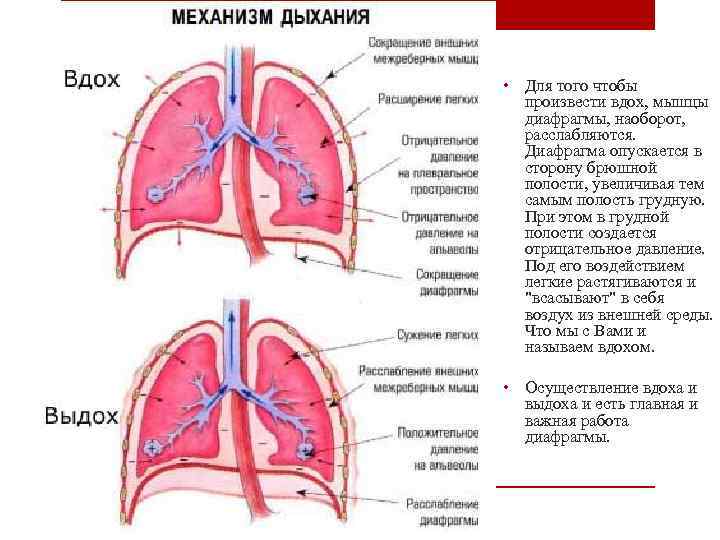  • Для того чтобы произвести вдох, мышцы диафрагмы, наоборот, расслабляются. Диафрагма опускается в