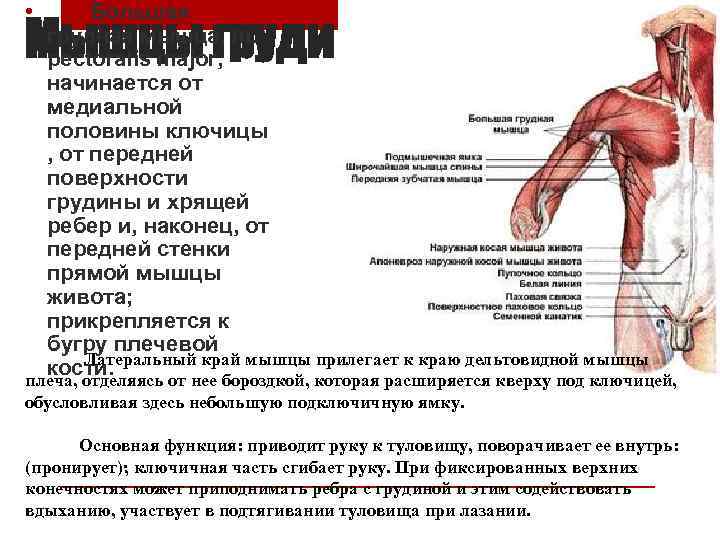  • Большая грудная мышца, m. pectoralis major, начинается от медиальной половины ключицы ,