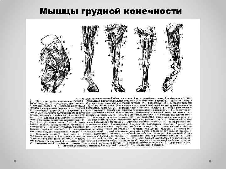 Мышцы грудной конечности 