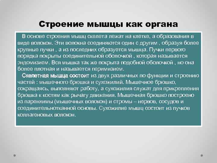 Строение мышцы как органа В основе строения мышц скелета лежат на клетке, а образования