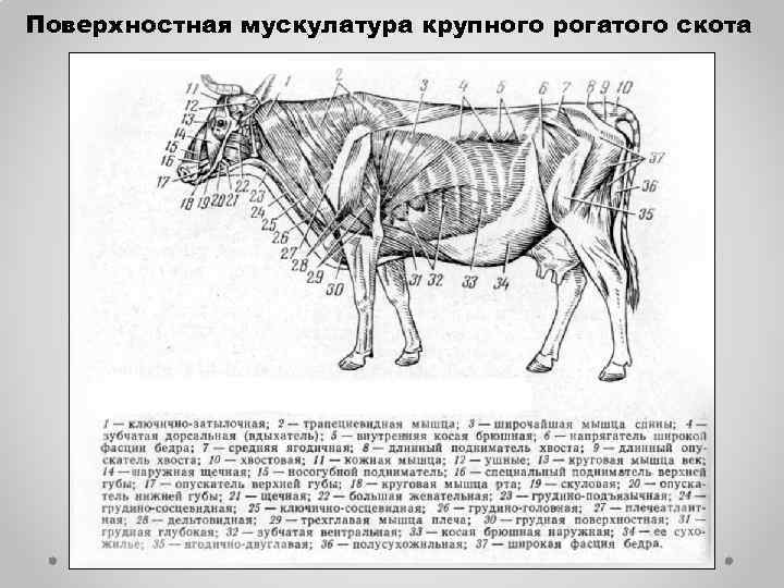Поверхностная мускулатура крупного рогатого скота 