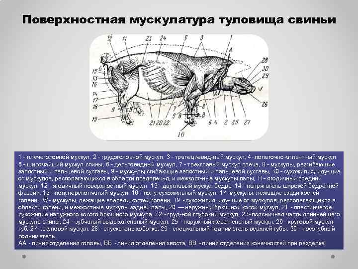 Поверхностная мускулатура туловища свиньи 1 - плечеголовной мускул, 2 - грудоголовной мускул, 3 -