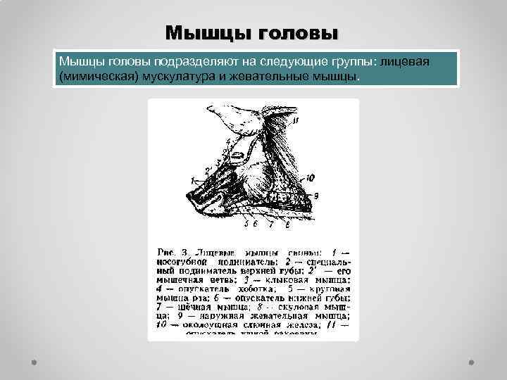 Мышцы головы подразделяют на следующие группы: лицевая (мимическая) мускулатура и жевательные мышцы. 