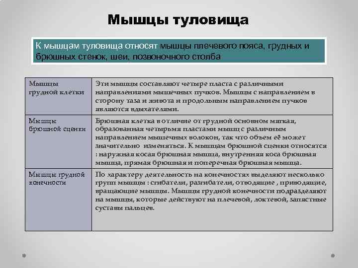 Мышцы туловища К мышцам туловища относят мышцы плечевого пояса, грудных и брюшных стенок, шеи,
