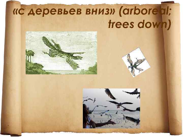  «с деревьев вниз» (arboreal; trees down) 