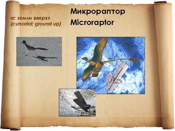  «с земли вверх» (cursorial; ground up) Микрораптор Microraptor 