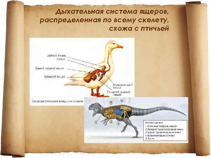 Дыхательная система ящеров, распределенная по всему скелету, схожа с птичьей 