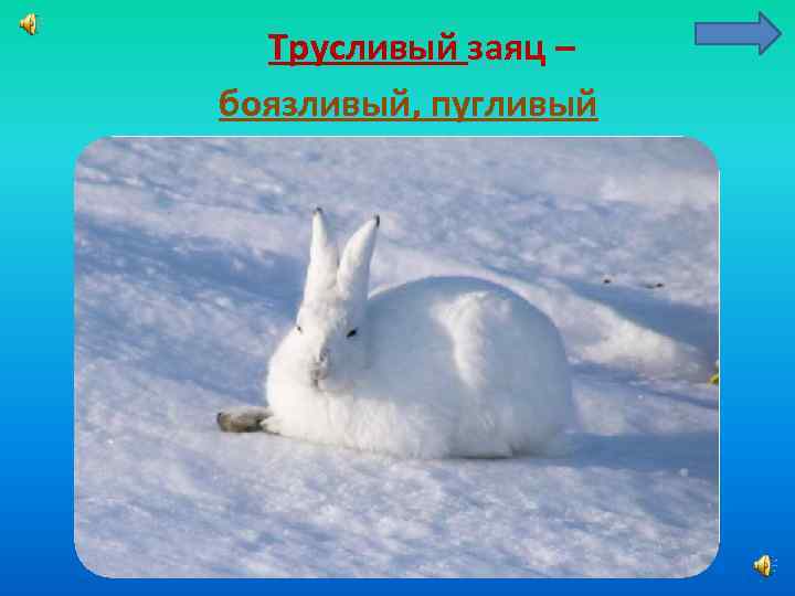 Трусливый заяц – боязливый, пугливый 