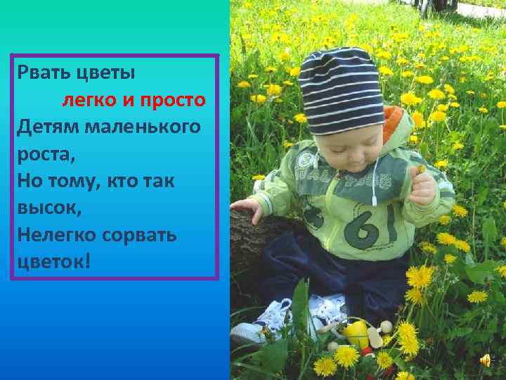 Рвать цветы легко и просто Детям маленького роста, Но тому, кто так высок, Нелегко