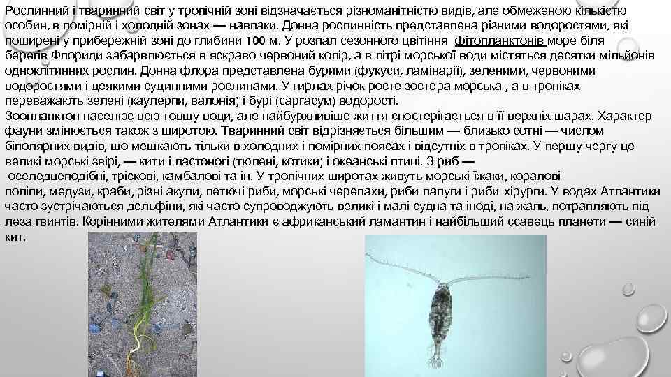 Рослинний і тваринний світ у тропічній зоні відзначається різноманітністю видів, але обмеженою кількістю особин,